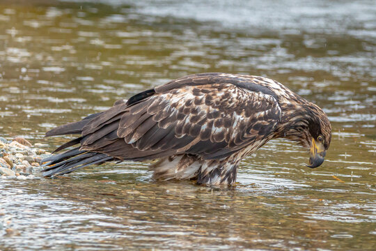 Juvenile bald eagle looking down at water. 