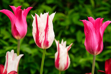 Lily-Flowered Tulips  have elegant, slender blooms with pointed petals that flare outward, resembling the shape of a lily.
