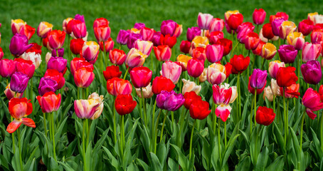 Multicolored tulips brighten the spring field. Romantic tulips form a floral background. Colorful tulips fill the spring landscape. Blooming tulips add bright spring colors.
