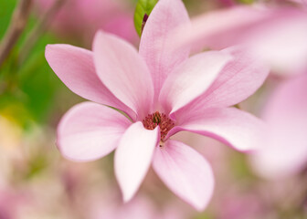 Romantic pink flowering magnoilia in the springtime garden.