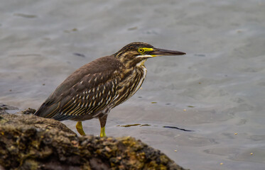 Striated heron, Butorides striata, Ansenuza National Park, Cordoba Province, Argentina.