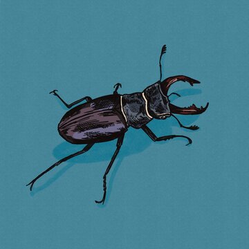Stag beetle insect illustration with texture in an artistic style. Not AI