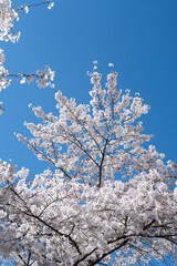 Cherry tree blossom on blue sky. Flower spring bloom. Flower floral beauty. Flower natural background. Flower colorful petals.
