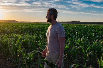 A farmer inspects the cornfield on sunset. The male farmer works outdoors in the field. Agricultural worker farmer harvesting corn. A man examines the maize crop. The farmer cultivates corn on farm.