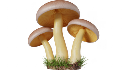 Mushrooms on grassy ground three mushrooms fungi green grass isolated on a transparent background