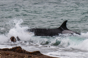Orca stranding, hunting a sea lion pup, in Patagonia coast,  Peninsula Valdes, Patagonia Argentina.