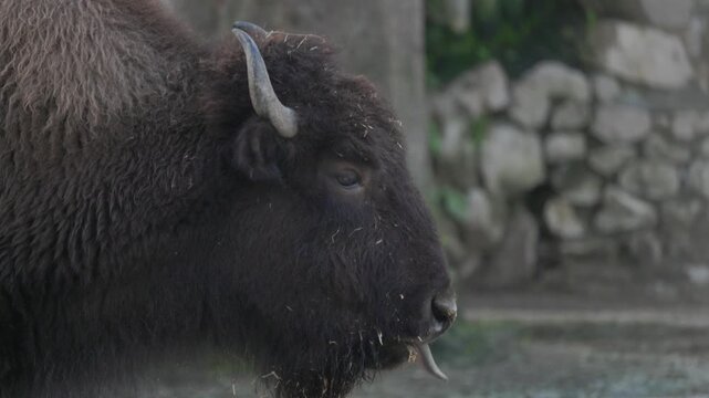 Profile of a european bison chewing food