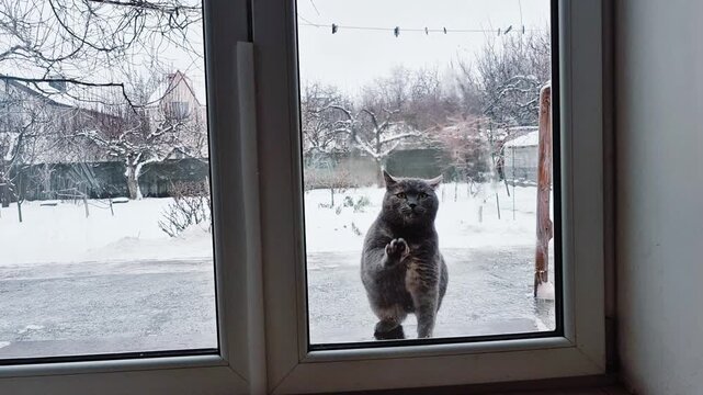 Playful cat scratching on glass window trying to get inside