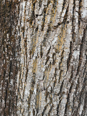 Obraz premium Close-up texture of tree bark showing natural wood surface details. Organic pattern background expressing nature, growth, age and raw material concept.