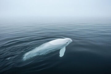 Beluga whale emerging in Russia s White Sea
