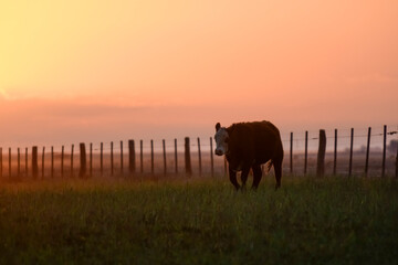 Cow sunset in Pampas Landscape, La Pampa Province, Patagonia, Argentina.