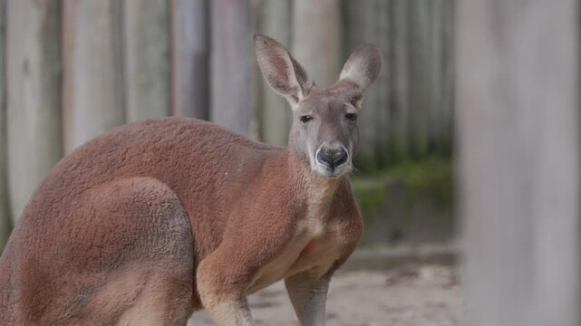 Curious red kangaroo looking at the camera