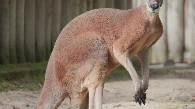 Australian red kangaroo standing up slowly
