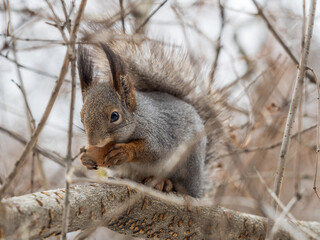 Obraz premium The squirrel with nut sits on tree in the winter or late autumn
