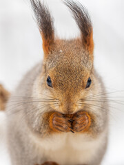 Obraz premium The squirrel with nut sits on tree in the winter or late autumn