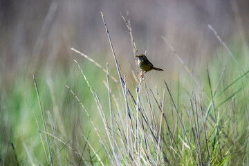 Grass Wren, in Pampas grassland environment, La Pampa Province, Patagonia, Argentina.