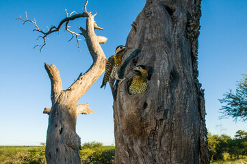 Green barred Woodpecker nesting in forest environment,  La Pampa province, Patagonia, Argentina.