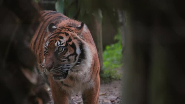 Sumatran tiger walking in the forest