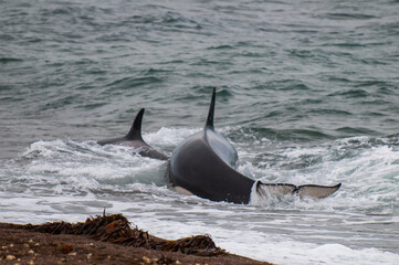 Orca stranding, hunting a sea lion pup, in Patagonia coast,  Peninsula Valdes, Patagonia Argentina.