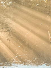 Naklejka premium CLOSE UP: Soft golden sunbeams stream through snowy forest, illuminating bare branches and fresh snow. Sun shafts of early sunlight form a magical pattern. Beauty of winter morning in pristine nature.
