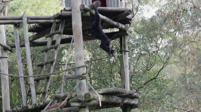 Black-headed spider monkey swinging in zoo habitat
