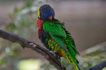 Feathers of the Rainbow