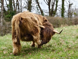 long-haired cattle