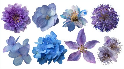 Collection of blue purple and lilac blooms on a white backdrop ideal for floral designs cards invites frames wreaths and collages