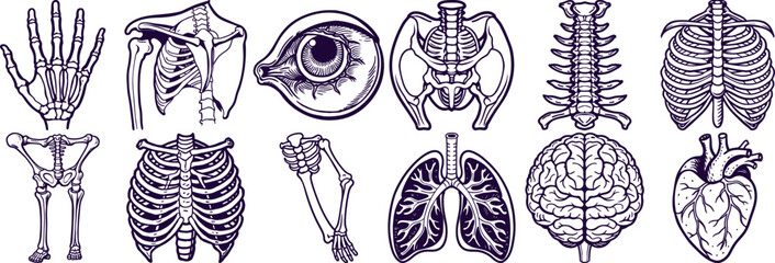 Collection of Human Anatomy Illustrations in Outline