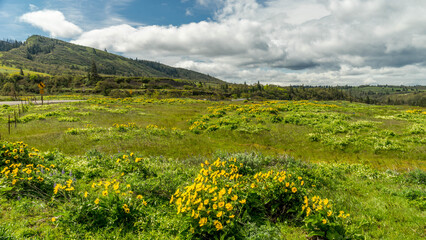 Obraz premium Spring Wild Flowers Blooming at Columbia River Gorge, Rowena Crest Viewpoint & Tom McCall Point Trail, Oregon