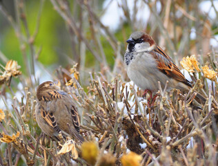 Pair of house sparrow birds on a bush in winter, Passer domesticus