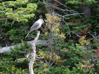 Canada Jay (Gray Jay) Perched on Tree Branch in Alpine Forest, Indian Peaks Wilderness, Colorado
