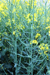 After rapeseed blooms, the ovary of future pods is formed.