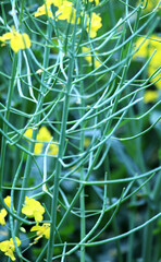 After rapeseed blooms, the ovary of future pods is formed.