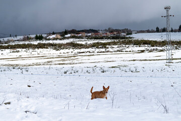 Reddish Brown Dog Running in Snow The Concept of Winter Play