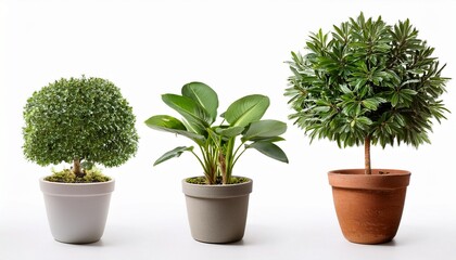 Fototapeta premium Three Potted Plants With Different Sizes And Growth Stages On White Background