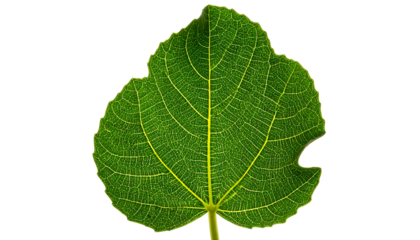 Isolated, vibrant green leaf, intricate vein patterns, irregular edge, against a stark black background. Natural, detailed textures