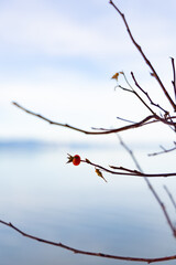 Obraz premium The sun sets over South Lake Tahoe, casting a warm glow on branches adorned with vibrant red fruit, framed against a softly blurred lake in the background