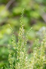 Close up of wood sage (teucrium scorodonia) flowers in bloom