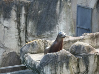 Otarie © JC DRAPIER