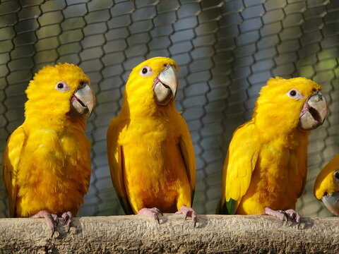 Amazone