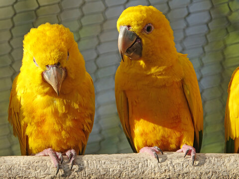 Amazone