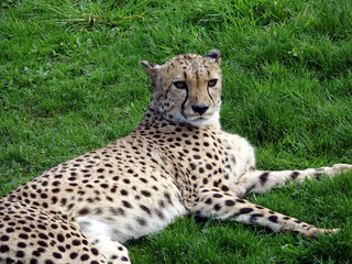 gu&eacute;pard d'afrique australe