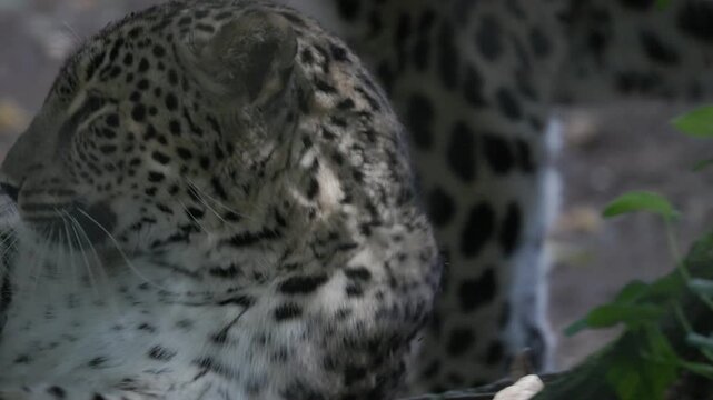 Beautiful persian leopard waking up in a forest