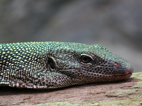 t&ecirc;te d'un varan 