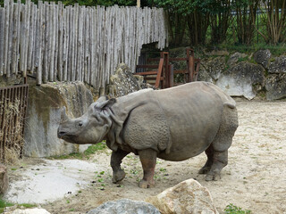 Obraz premium Rhinocéros indien