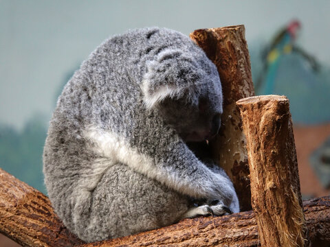 Koala en train de dormir