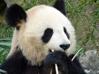 Fototapeta premium Panda géant de Chine en train de manger
