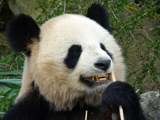 Obraz premium Panda géant de Chine