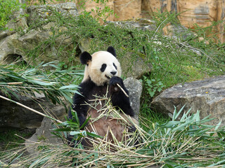 Obraz premium Panda géant de Chine